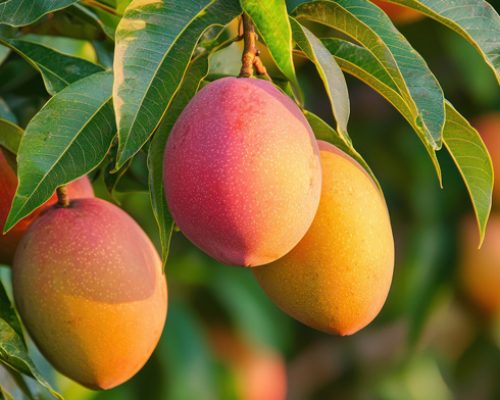 close view of ripe mangoes on a mango tree